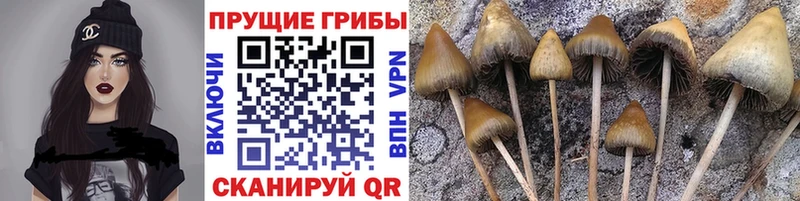 Галлюциногенные грибы Psilocybe Белая Холуница